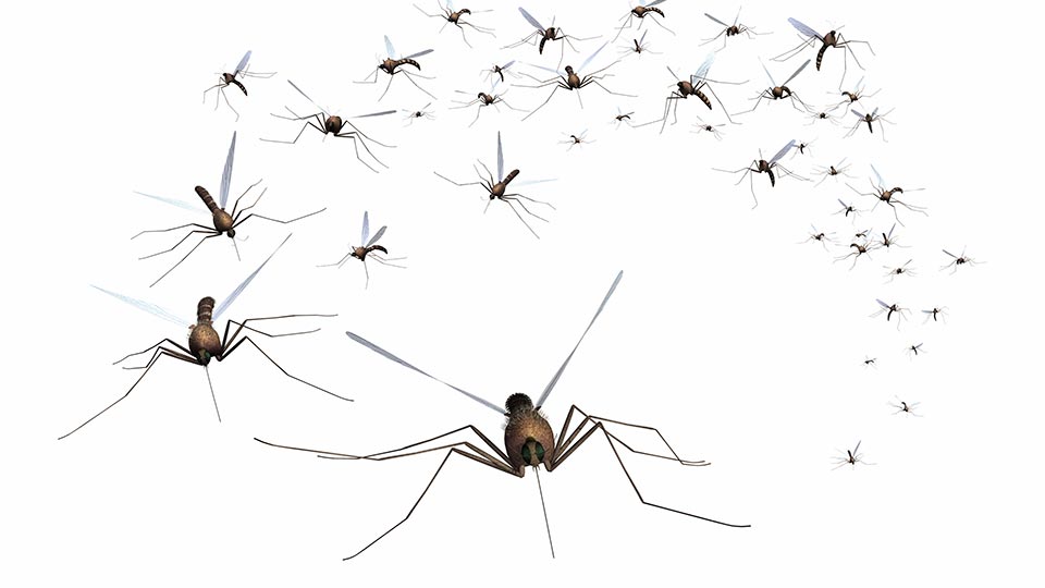swarm-of-mosquitoes